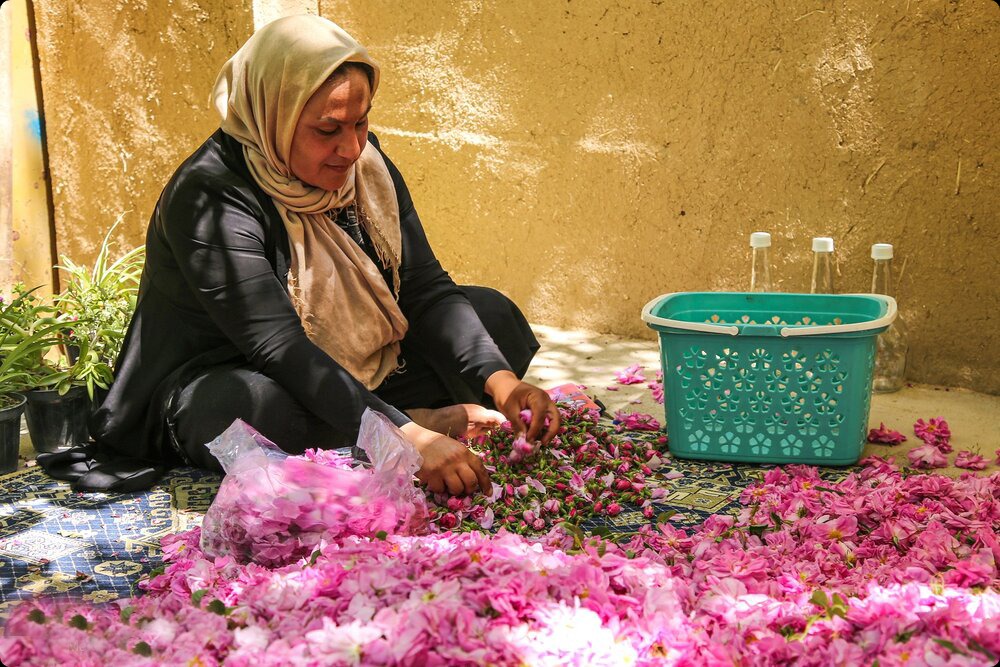 روز گل محمدی و گلاب در تقویم ملی کشور ثبت شد