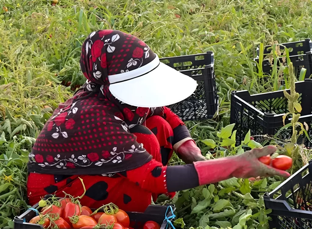 سد آبریز چگونه به زنان گوجه‌چین کهگیلویه و بویراحمد کمک می کند؟